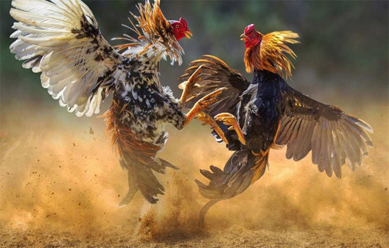 Kỹ Thuật Huấn Luyện Gà Nòi Hiệu Quả